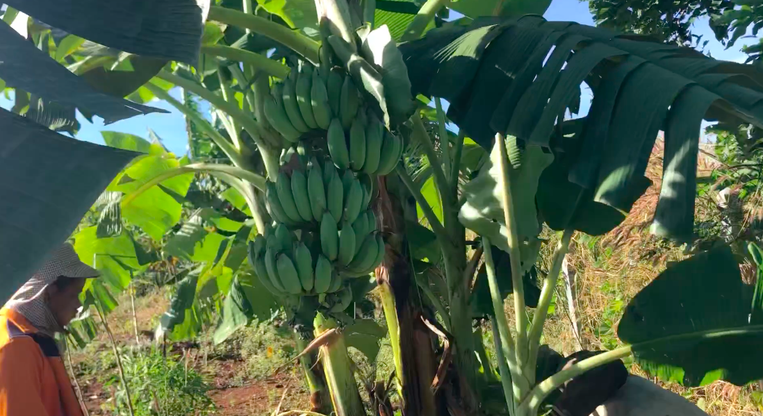 ラオスのシノムノー村ではどうやって美味しいバナナを無肥料無農薬で育てるのか？