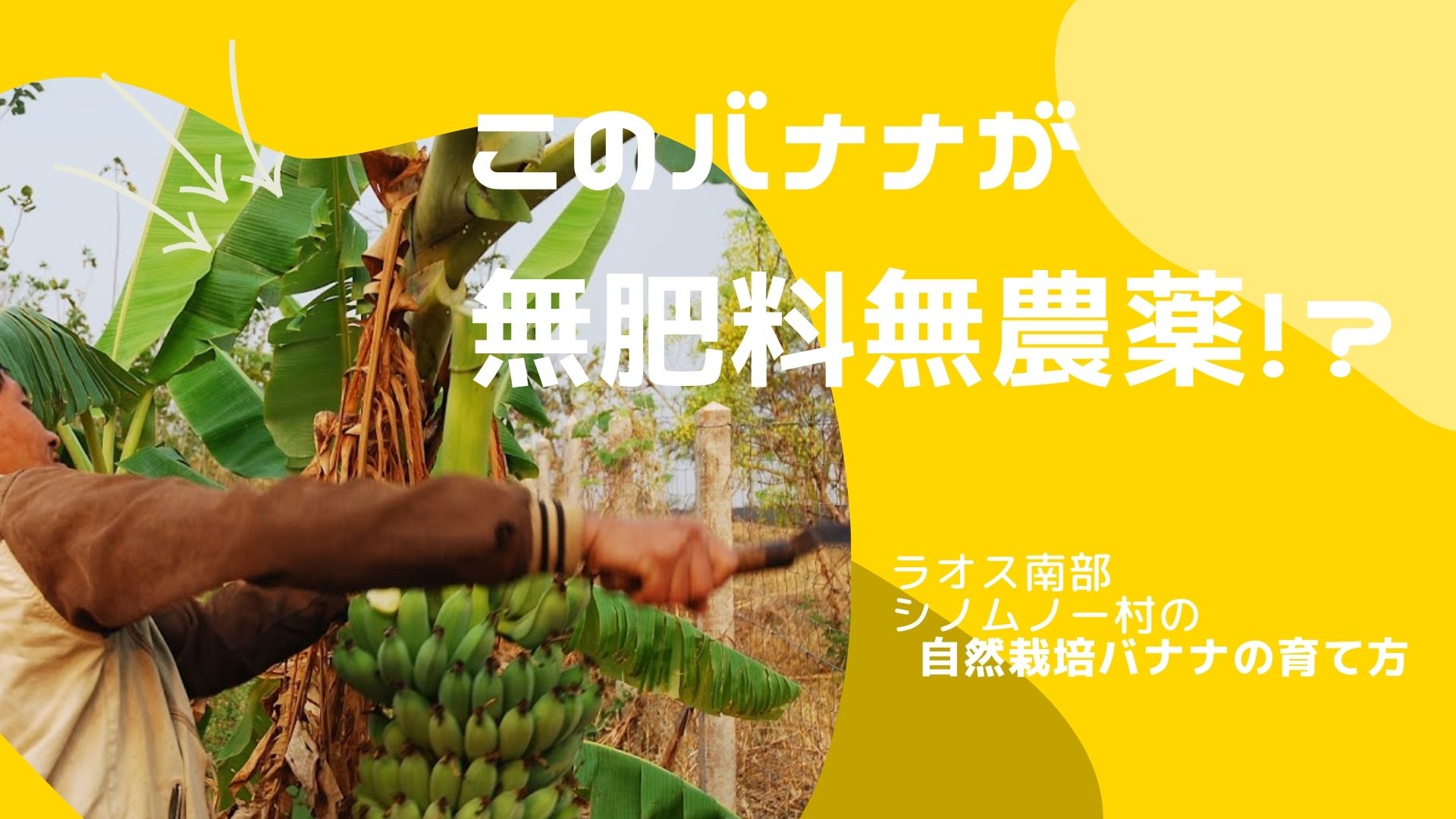シノムノー村の自然栽培バナナの植え方